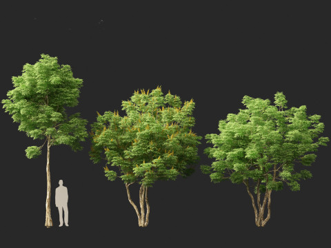 Caesalpinia ferrea 3D Model
