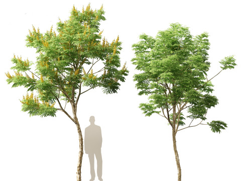 Caesalpinia ferrea 3D Model
