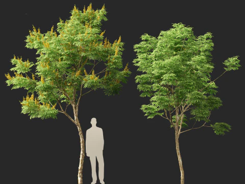 Caesalpinia ferrea 3D Model