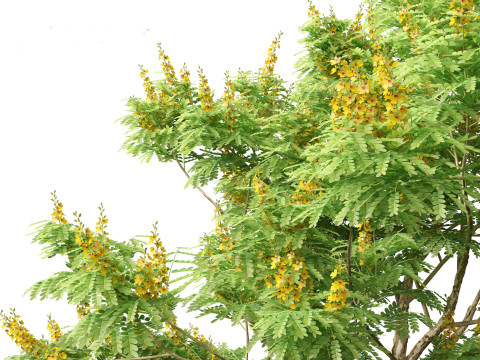 Caesalpinia ferrea 3D Model