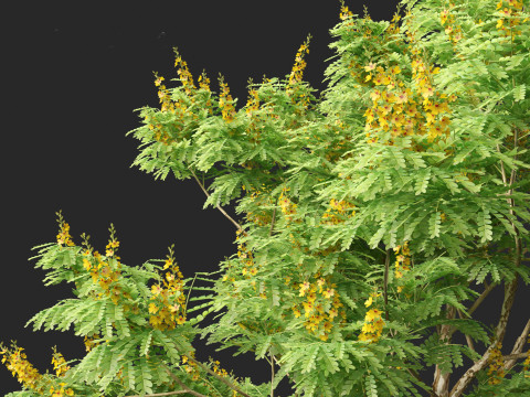 Caesalpinia ferrea 3D Model