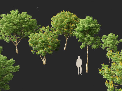 Caesalpinia ferrea 3D Model