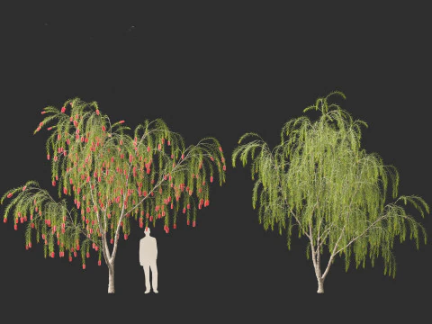 Callistemon viminalis - Weeping bottlebrush 3D Model