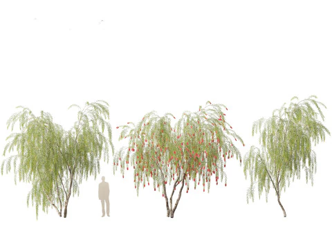 Callistemon viminalis - Weeping bottlebrush 3D Model