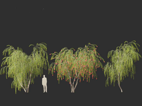 Callistemon viminalis - Weeping bottlebrush 3D Model
