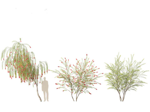 Callistemon viminalis - Weeping bottlebrush 3D Model