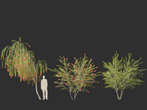 Callistemon viminalis - Weeping bottlebrush 3D Model