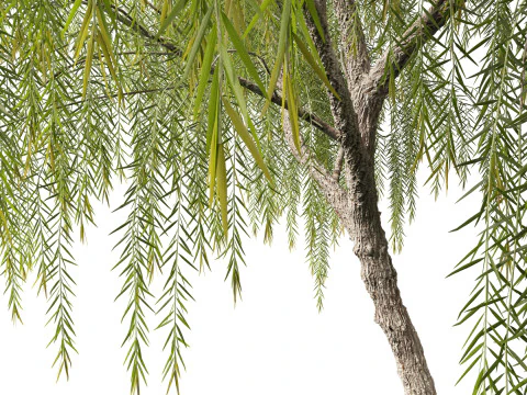 Callistemon viminalis - Weeping bottlebrush 3D Model