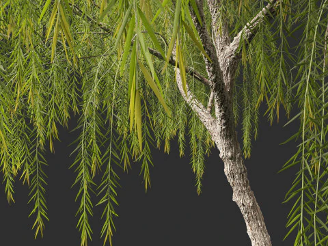 Callistemon viminalis - Weeping bottlebrush 3D Model
