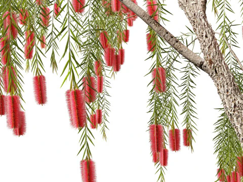 Callistemon viminalis - Weeping bottlebrush 3D Model
