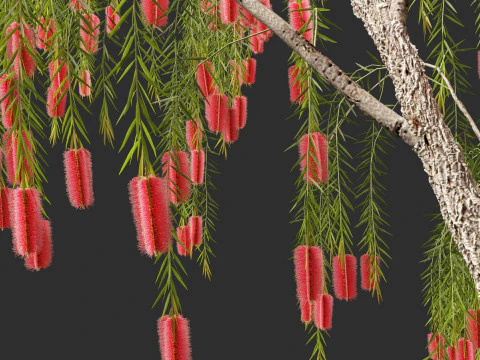 Callistemon viminalis - Weeping bottlebrush 3D Model