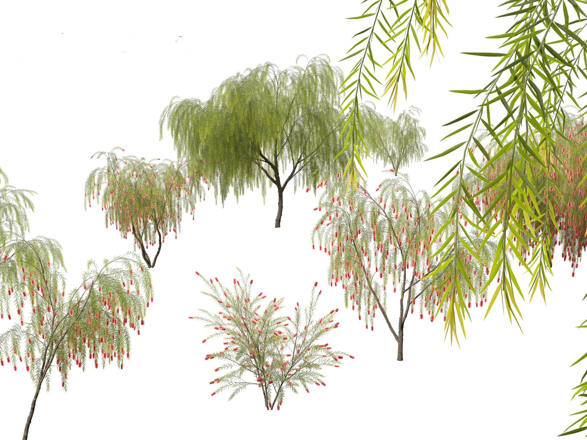 Callistemon viminalis - Weeping bottlebrush 3D Model .c4d .max .obj .3ds .fbx .stl .blend
