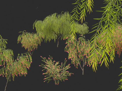 Callistemon viminalis - Weeping bottlebrush 3D Model