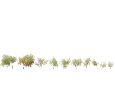 Callistemon viminalis - Weeping bottlebrush 3D Model