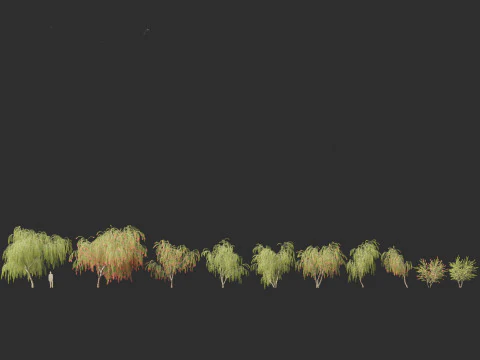 Callistemon viminalis - Weeping bottlebrush 3D Model