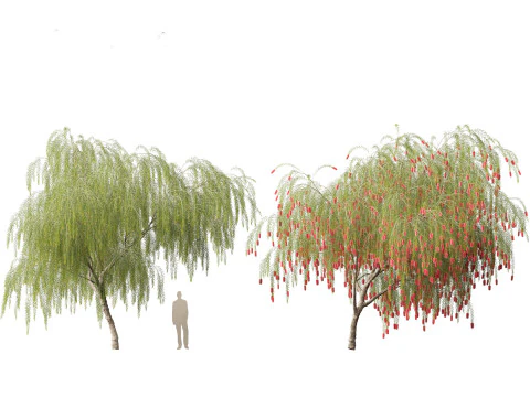 Callistemon viminalis - Weeping bottlebrush 3D Model