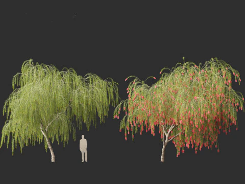 Callistemon viminalis - Weeping bottlebrush 3D Model