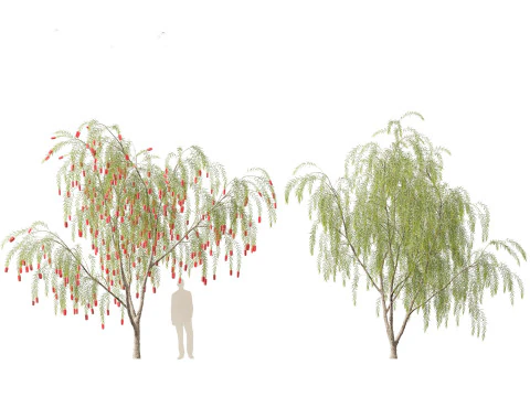 Callistemon viminalis - Weeping bottlebrush 3D Model