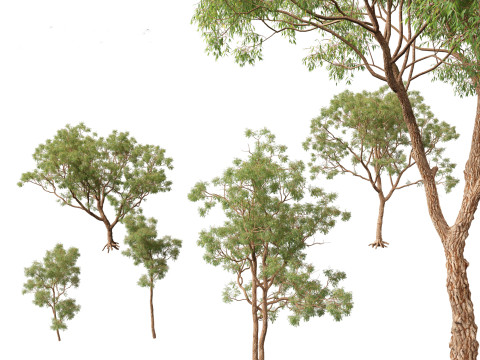 Corymbia calophylla - Marri 3D Модель
