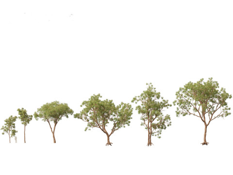 Corymbia calophylla - Marri Modelo 3D
