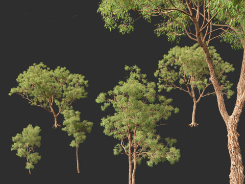 Corymbia calophylla - Marri Modelo 3D