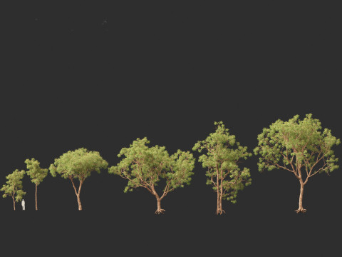 Corymbia calophylla - Marri Modelo 3D