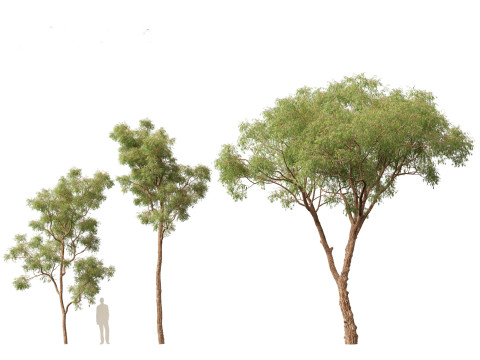 Corymbia calophylla - Marri Modelo 3D