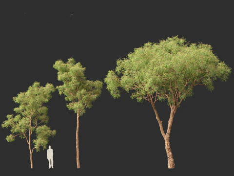 Corymbia calophylla - Marri 3D Model
