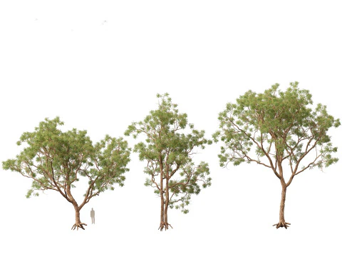 Corymbia calophylla - Marri 3D Model
