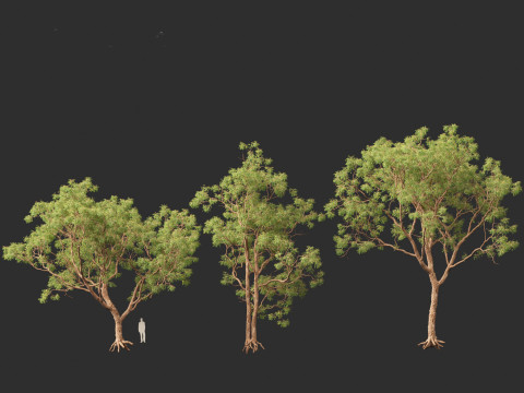 Corymbia calophylla - Marri Modelo 3D