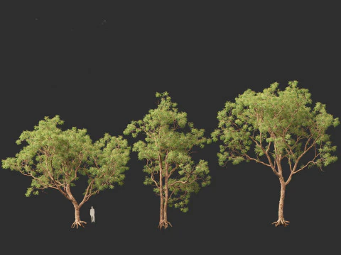 Corymbia calophylla - Marri 3D Model
