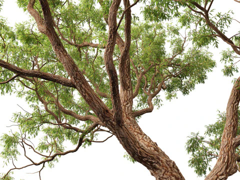 Corymbia calophylla - Marri 3D Model