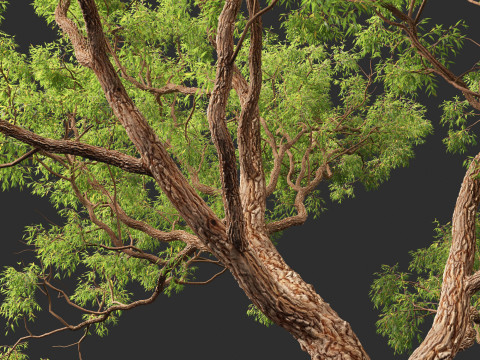 Corymbia calophylla - Marri Modelo 3D