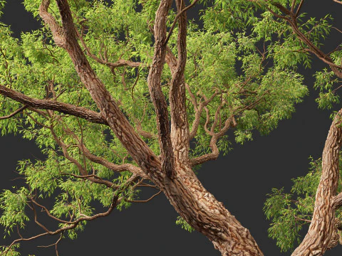 Corymbia calophylla - Marri 3D Model