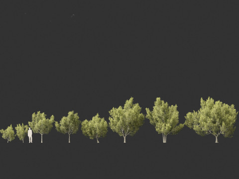 Cupaniopsis anacardioides - Tuckeroo 3D Model