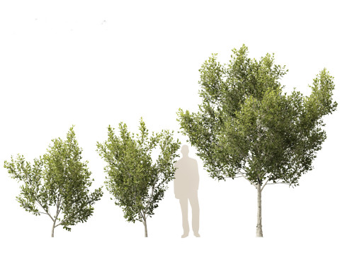 Cupaniopsis anacardioides - Tuckeroo 3D Model