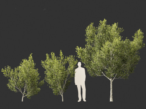 Cupaniopsis anacardioides - Tuckeroo 3D Model