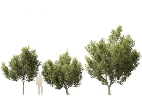 Cupaniopsis anacardioides - Tuckeroo 3D Model