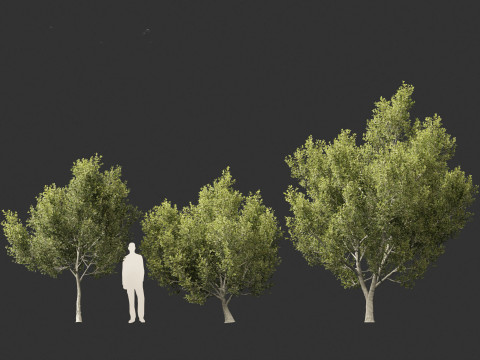 Cupaniopsis anacardioides - Tuckeroo 3D Model