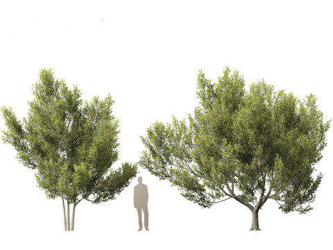 Cupaniopsis anacardioides - Tuckeroo 3D Model