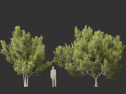 Cupaniopsis anacardioides - Tuckeroo 3D Model