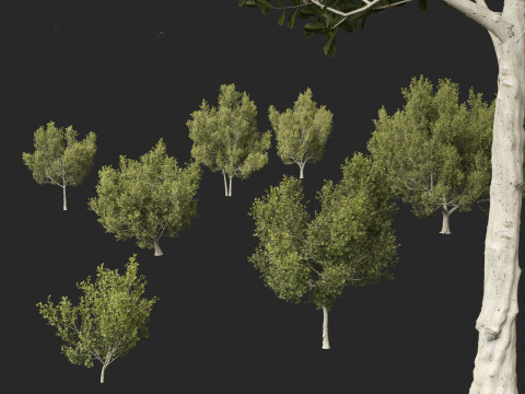 Cupaniopsis anacardioides - Tuckeroo 3D Model