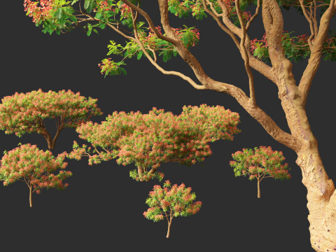 Delonix regia - Bojer ex Hook 3D Model