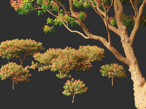 Delonix regia - Bojer ex Hook 3D Model