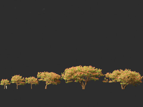 Delonix regia - Bojer ex Hook 3D Model