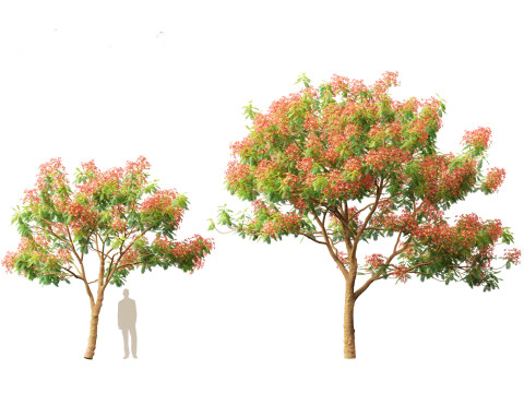 Delonix regia - Bojer ex Hook 3D Model