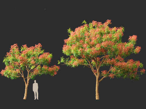 Delonix regia - Bojer ex Hook 3D Model