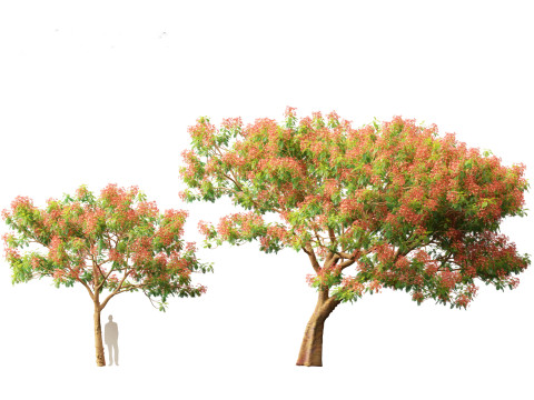 Delonix regia - Bojer ex Hook 3D Model