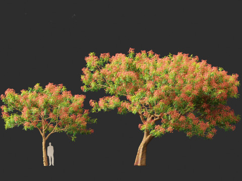 Delonix regia - Bojer ex Hook 3D Model