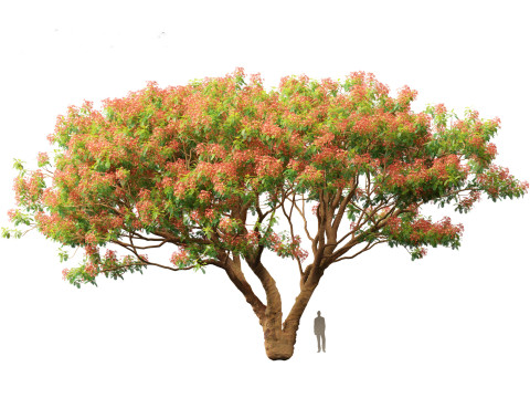 Delonix regia - Bojer ex Hook 3D Model